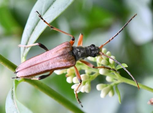 Réf. 303 467 : Stenocorus meridianus